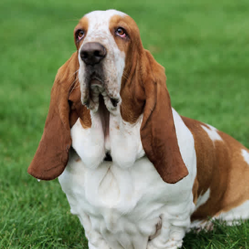 Basset Hound