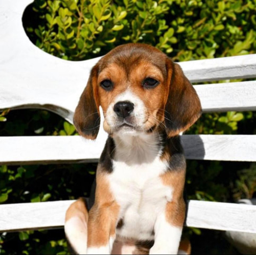 Beagle