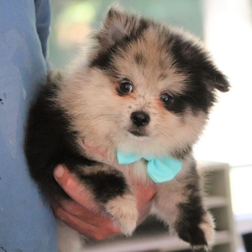 Pomeranian